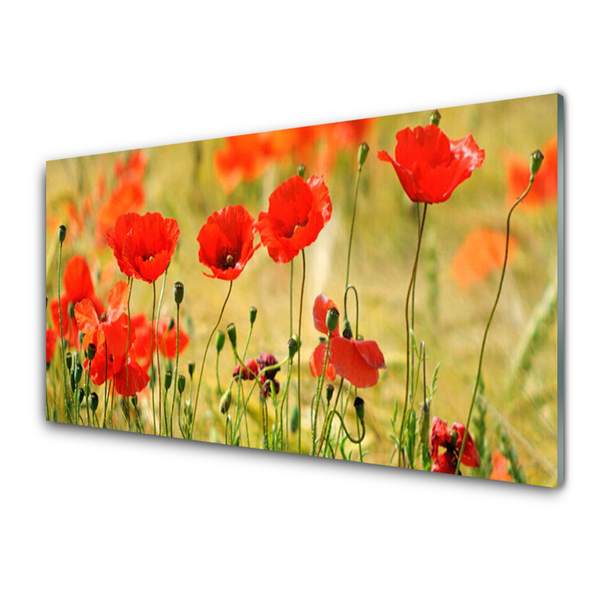 Glasbild aus Plexiglas® Mohnblumen Natur