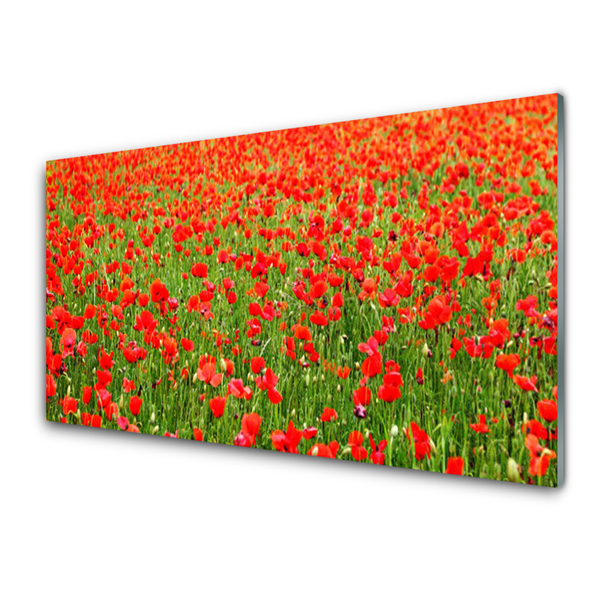 Glasbild aus Plexiglas® Mohnblumen Natur