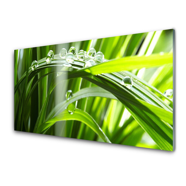 Glasbild aus Plexiglas® Gras Tautropfen Pflanzen