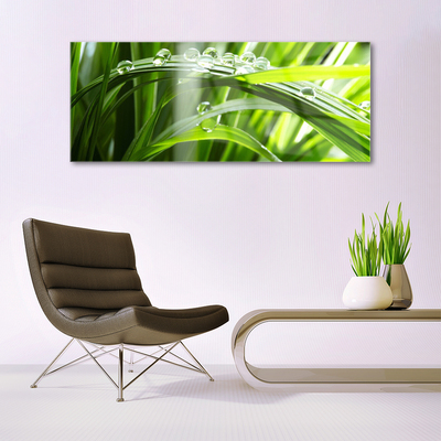 Acrylglasbilder Wandbilder aus Plexiglas® 140x70 Gras Tautropfen Pflanzen 