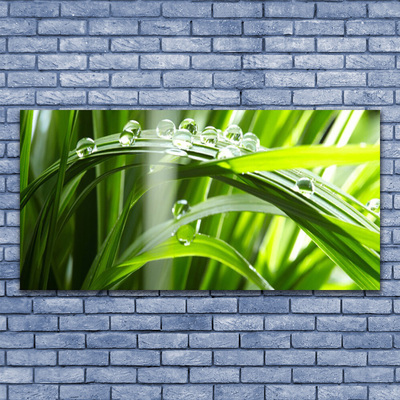 Glasbild aus Plexiglas® Gras Tautropfen Pflanzen