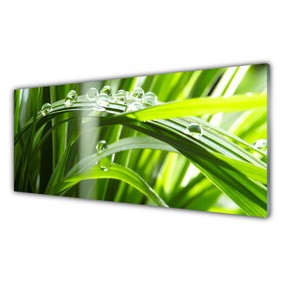 Glasbild aus Plexiglas® Gras Tautropfen Pflanzen