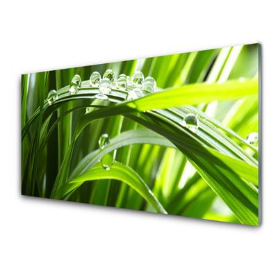 Glasbild aus Plexiglas® Gras Wassertropfen Natur