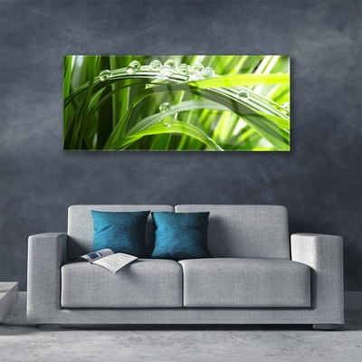 Glasbild aus Plexiglas® Gras Wassertropfen Natur