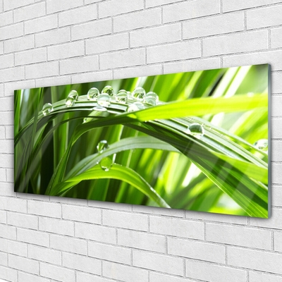 Glasbild aus Plexiglas® Gras Wassertropfen Natur