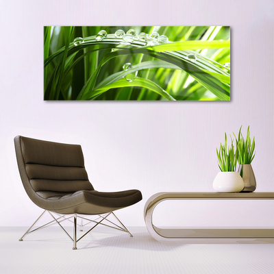 Glasbild aus Plexiglas® Gras Wassertropfen Natur