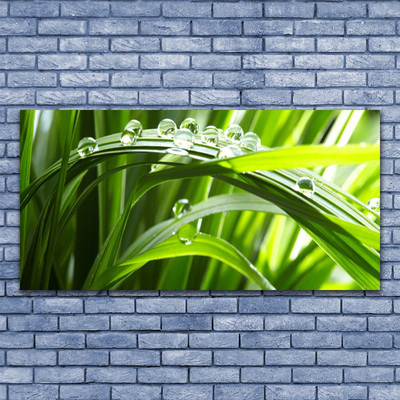 Glasbild aus Plexiglas® Gras Wassertropfen Natur