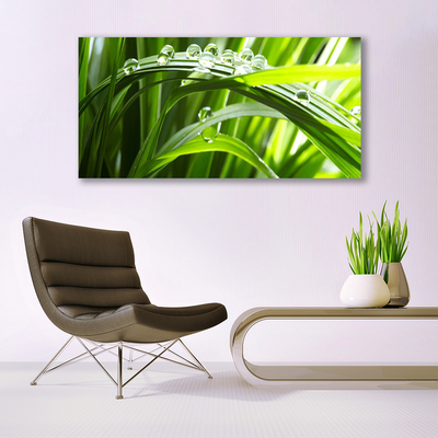 Glasbild aus Plexiglas® Gras Wassertropfen Natur