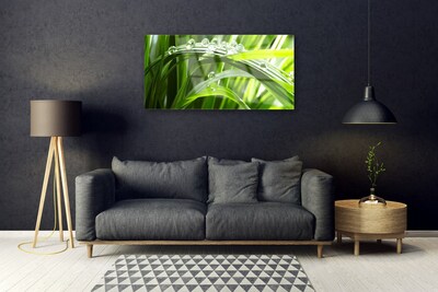 Glasbild aus Plexiglas® Gras Wassertropfen Natur