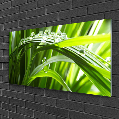 Glasbild aus Plexiglas® Gras Wassertropfen Natur