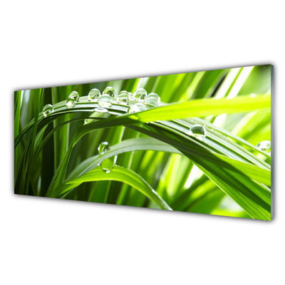 Glasbild aus Plexiglas® Gras Wassertropfen Natur