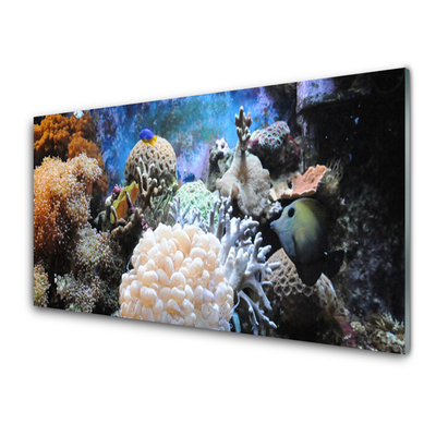 Glasbild aus Plexiglas® Korallenriff Natur