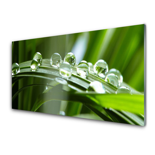 Glasbild aus Plexiglas® Gras Tautropfen Pflanzen