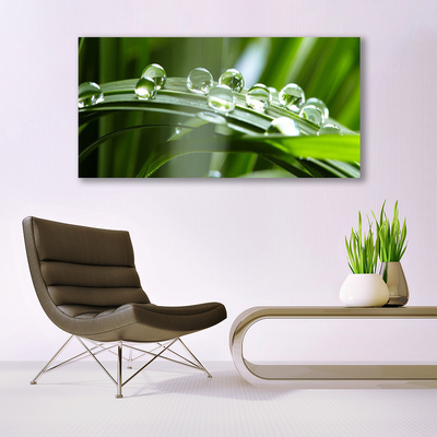 Glasbild aus Plexiglas® Gras Tautropfen Pflanzen