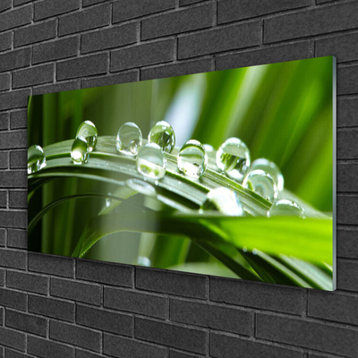 Glasbild aus Plexiglas® Gras Tautropfen Pflanzen