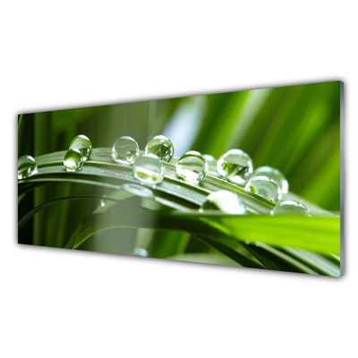 Glasbild aus Plexiglas® Gras Tautropfen Pflanzen