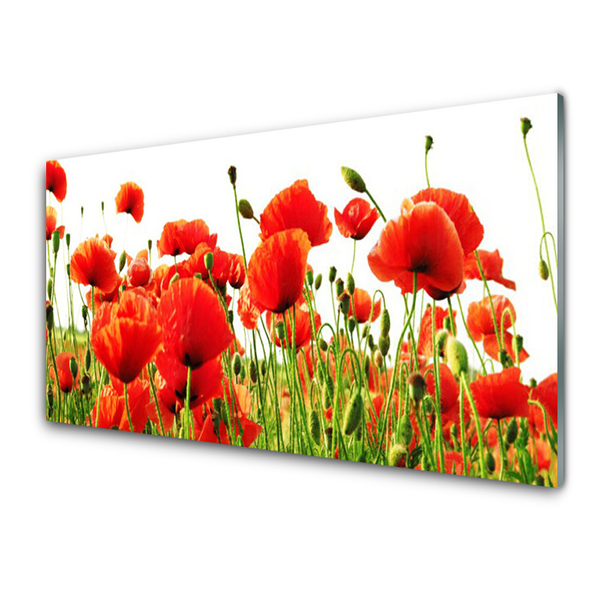 Glasbild aus Plexiglas® Mohnblumen Natur