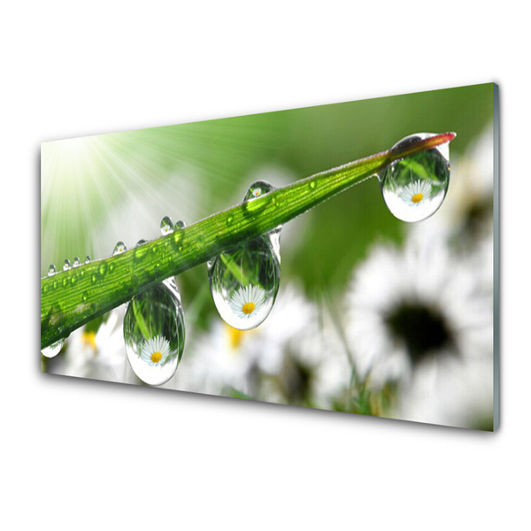 Glasbild aus Plexiglas® Gras Tautropfen Natur