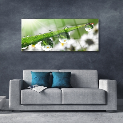 Glasbild aus Plexiglas® Gras Tautropfen Natur