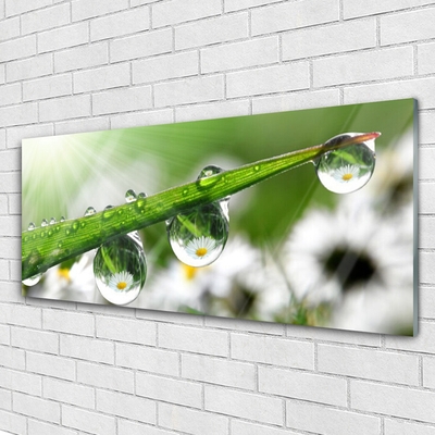 Glasbild aus Plexiglas® Gras Tautropfen Natur