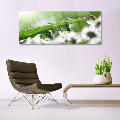 Glasbild aus Plexiglas® Gras Tautropfen Natur