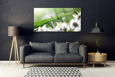 Glasbild aus Plexiglas® Gras Tautropfen Natur