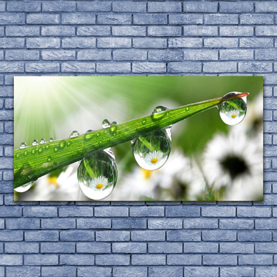 Glasbild aus Plexiglas® Gras Tautropfen Natur