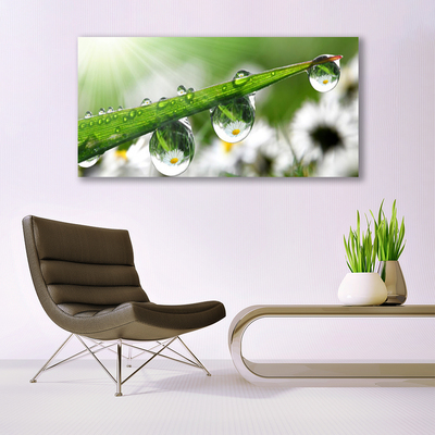 Glasbild aus Plexiglas® Gras Tautropfen Natur