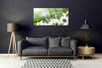 Glasbild aus Plexiglas® Gras Tautropfen Natur