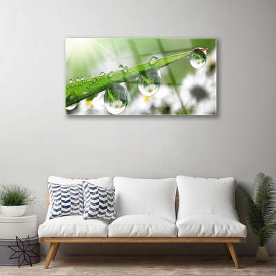 Glasbild aus Plexiglas® Gras Tautropfen Natur