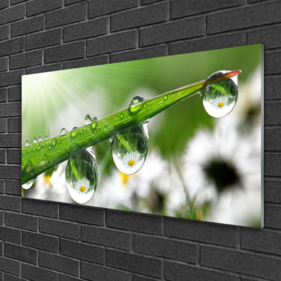 Glasbild aus Plexiglas® Gras Tautropfen Natur