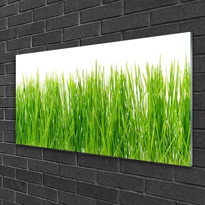 Glasbild aus Plexiglas® Gras Natur