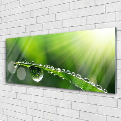 Glasbild aus Plexiglas® Gras Tautropfen Pflanzen