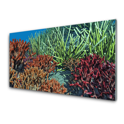 Glasbild aus Plexiglas® Korallenriff Natur