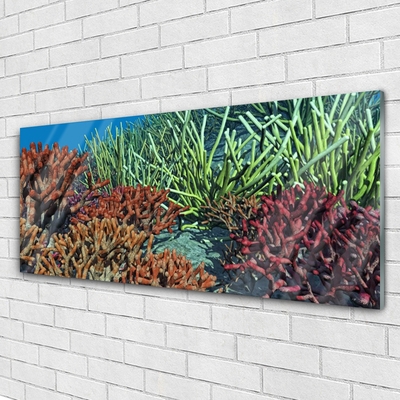 Glasbild aus Plexiglas® Korallenriff Natur