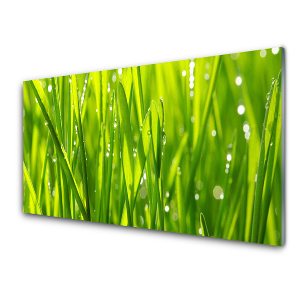 Glasbild aus Plexiglas® Gras Natur