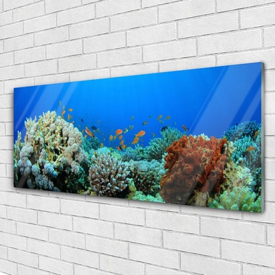 Glasbild aus Plexiglas® Korallenriff Natur