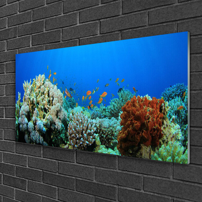 Acrylglasbilder Wandbilder aus Plexiglas® 120x60 Korallenriff Natur 