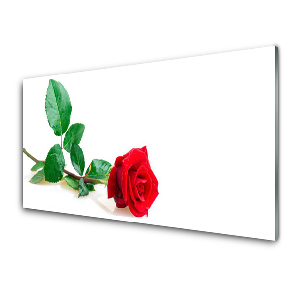 Glasbild aus Plexiglas® Rose Pflanzen