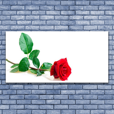 Glasbild aus Plexiglas® Rose Pflanzen