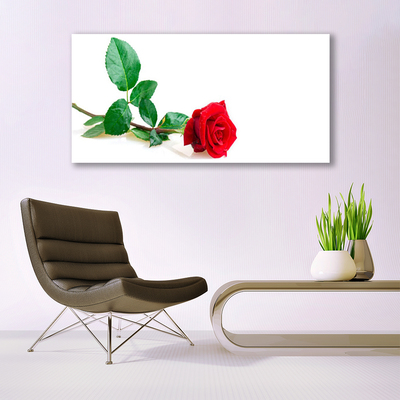 Glasbild aus Plexiglas® Rose Pflanzen