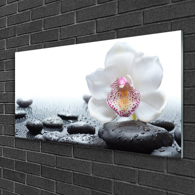 Glasbild aus Plexiglas® Blume Steine Kunst