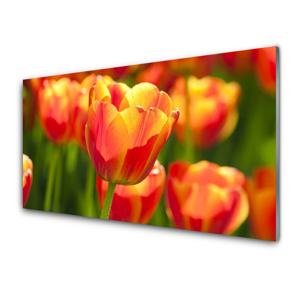 Glasbild aus Plexiglas® Tulpen Pflanzen