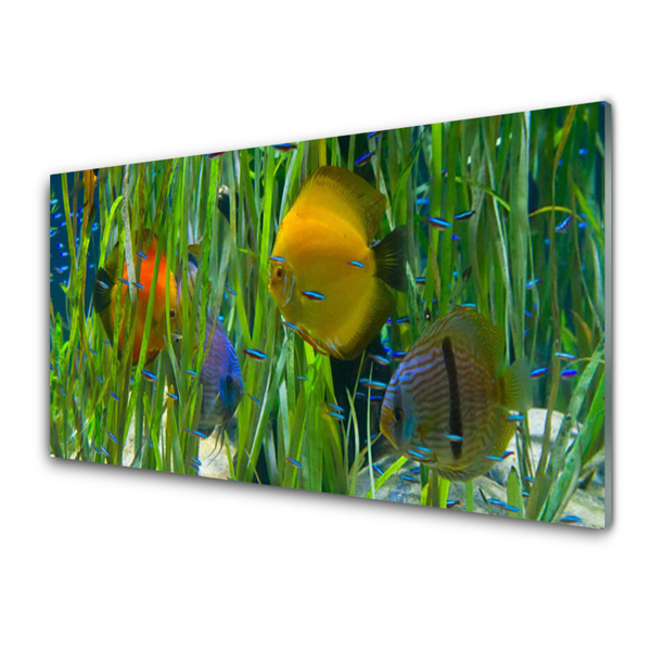 Glasbild aus Plexiglas® Fische Natur