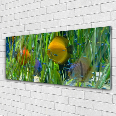 Glasbild aus Plexiglas® Fische Natur