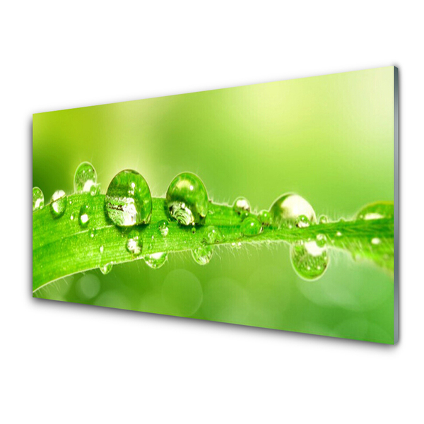Glasbild aus Plexiglas® Blatt Tautropfen Pflanzen