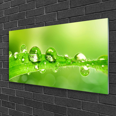 Glasbild aus Plexiglas® Blatt Tautropfen Pflanzen