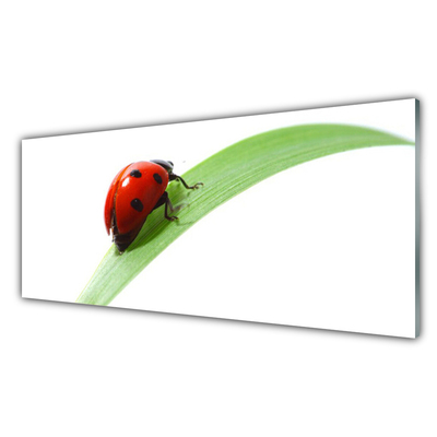 Glasbild aus Plexiglas® Marienkäfer Blatt Natur