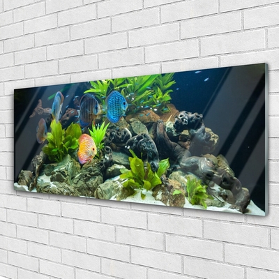 Glasbild aus Plexiglas® Fische Steine Blätter Natur