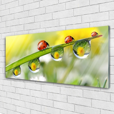 Glasbild aus Plexiglas® Blatt Marienkäfer Tautropfen Natur